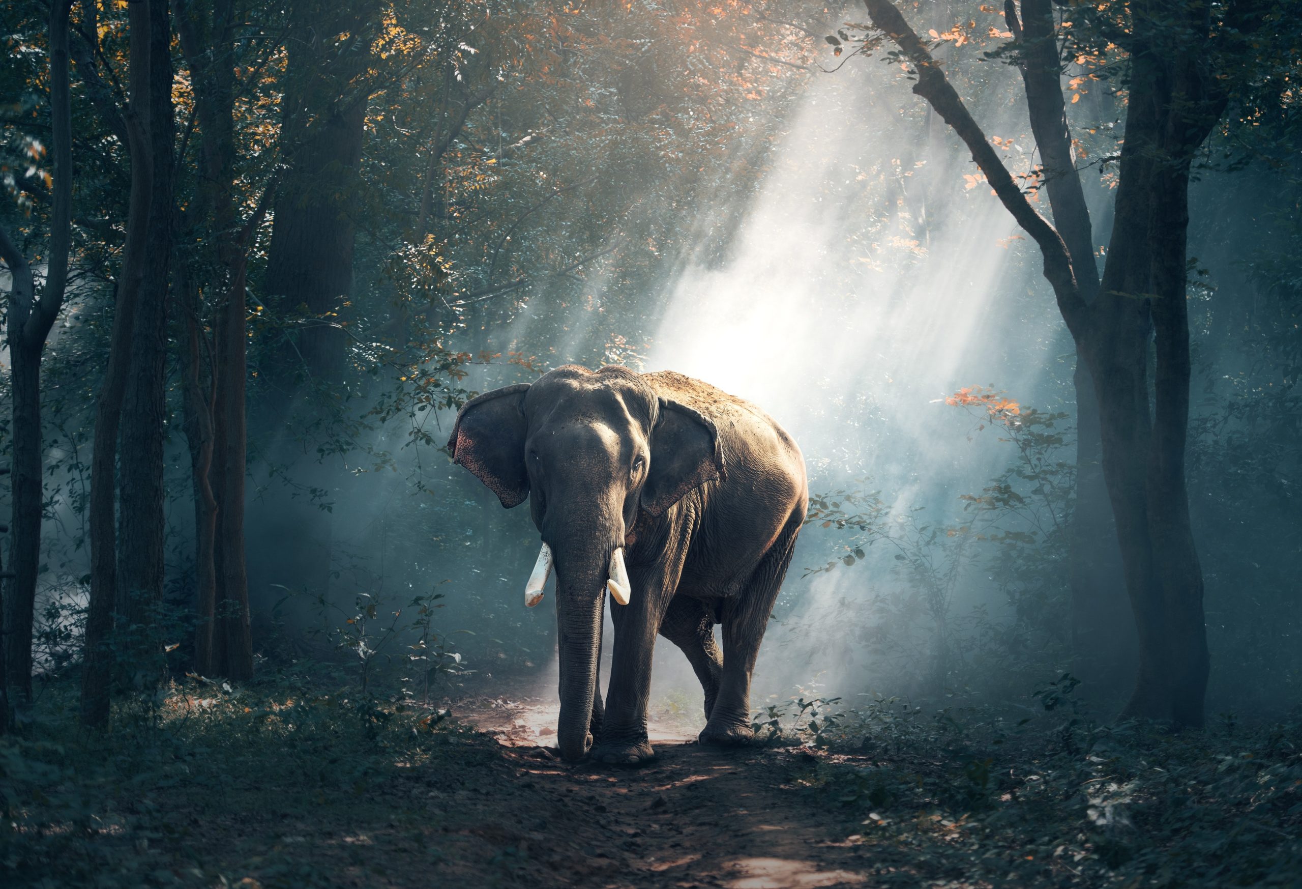 FIIN- Festival International de Imagem de Natureza 2022- Open Call