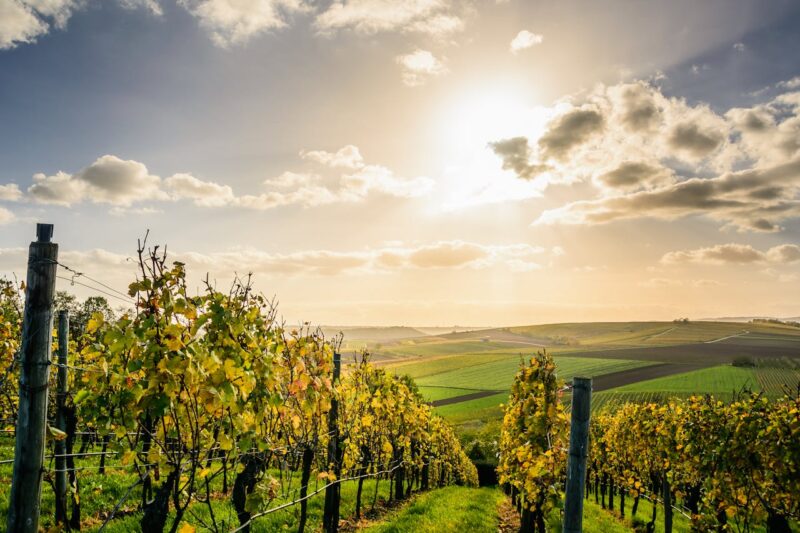 Sonnenbeschienene Weinberge mit herbstlich gefärbtem Laub, die sich in Reihen über sanfte Hügel erstrecken. Der Himmel ist teils bewölkt, die Sonne steht tief und taucht die Landschaft in warmes Licht.