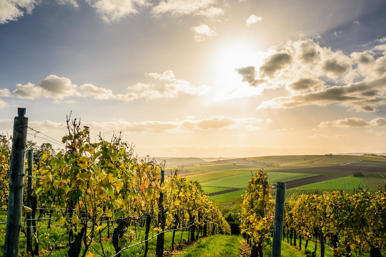 Sonnenbeschienene Weinberge mit herbstlich gefärbtem Laub, die sich in Reihen über sanfte Hügel erstrecken. Der Himmel ist teils bewölkt, die Sonne steht tief und taucht die Landschaft in warmes Licht.