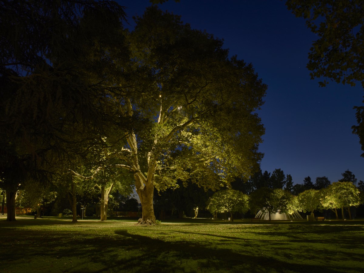 Lichtdesign Stadtpark Merzig: Man sieht von unten beleuchtete Bäume 